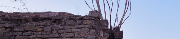 Fig tree in an old hamam wall